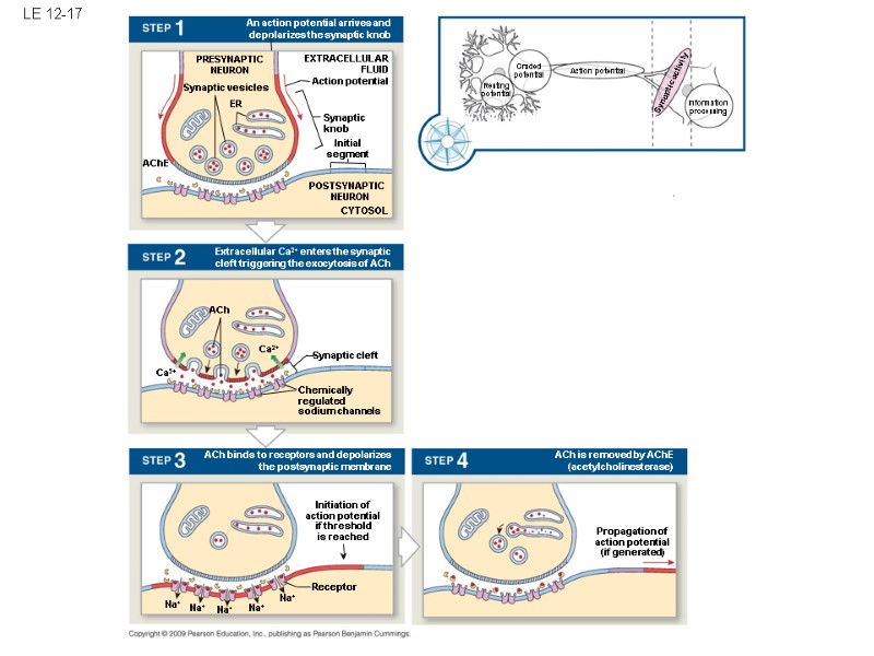 LE 12-17 Action potential EXTRACELLULAR FLUID PRESYNAPTIC NEURON Ca2+ Synaptic vesicles Na+ An action